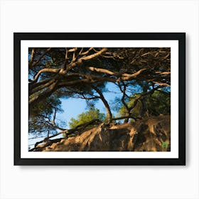 Tree On A Rock 20191011 119pub Art Print