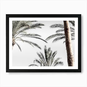 Palm Beach_2192465 Art Print