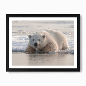 Polar Bear Hunting Art Print