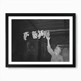 Old Cajun Woman Reaching For Strings Of Garlic Suspended From Rafters, Near Crowley, Louisiana By Russell Lee Art Print