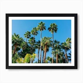 Palm Springs Palms III Art Print