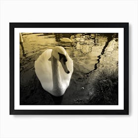 Sepia Swan In Water lake relection Art Print