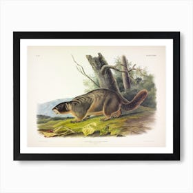  Yellow Bellied Marmot, John James Audubon Art Print