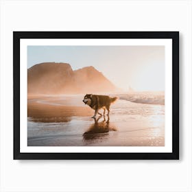 Husky on the beach in Portugal during sunset Art Print