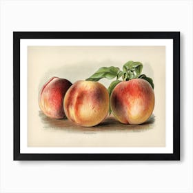 Vintage Illustration Of Peach, John Wright Art Print