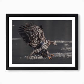 Sea Eagle Hunting Art Print