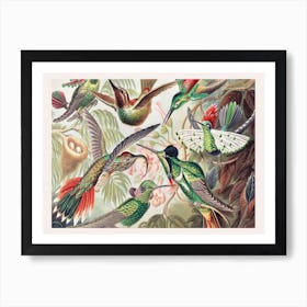 Vintage Birds, Ernst Haeckel Art Print