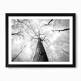 Black And White Tree Art Print