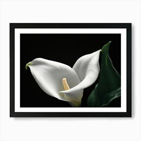 Calla Lily paintings art print 1 Art Print