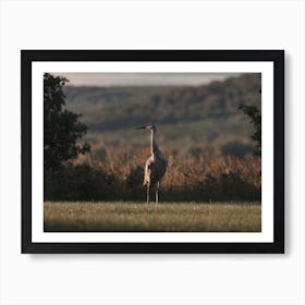 Sandhill Crane Meadow Art Print