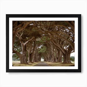 Cypress Tree Tunnel Art Print