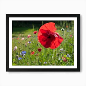 Red poppy and flowering meadow Art Print