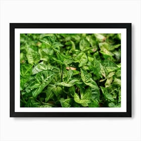 Green arrow head plant leaves Art Print