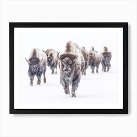 Bison Approaching Art Print