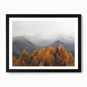 Colorado Pine Forest Art Print