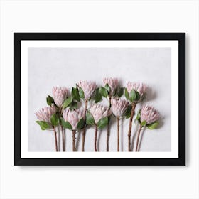 Blush Pink Protea Garden Art Print