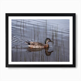 Duck Swimming Across Pond Art Print