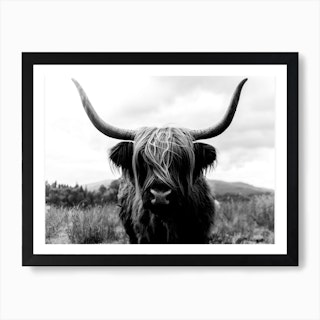 Scottish Highland Cattle 2 Black And White Art Print