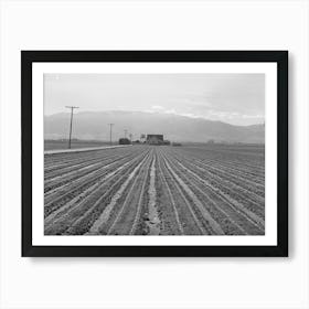 Salinas, California, Young Lettuce By Russell Lee Art Print