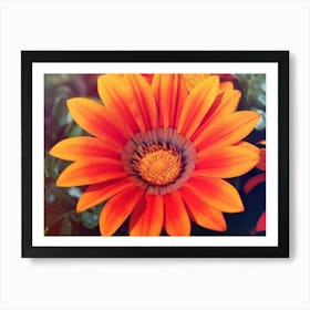 Orange Daisy Art Print