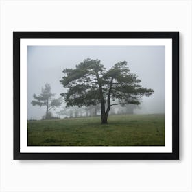 Pine Tree In The Fog Art Print