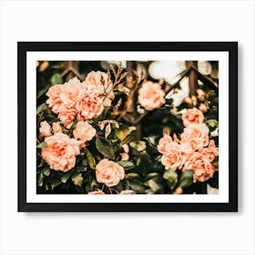 Camellia Flowers Art Print