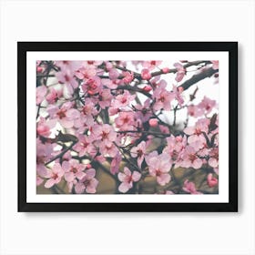 Cherry Blossoms. Pink sakura. Art Print