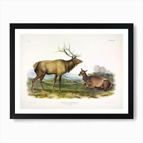 Wapiti Deer, John James Audubon Art Print