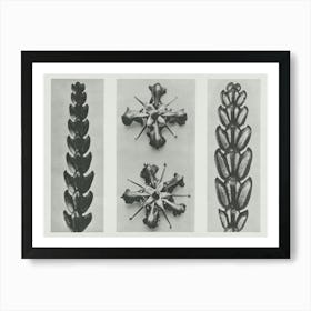 Thujopsis Dolabrata, Ruta Graveolens And Thujopsis Dolabrata (1928), Karl Blossfeldt Art Print