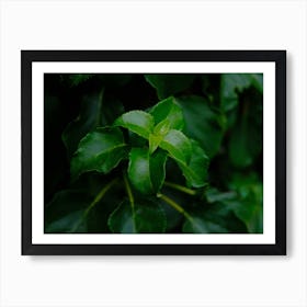 Green Leafs // Nature Photography  Art Print