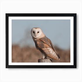 Barn Owl At Dusk Art Print