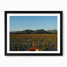 A Sea Full Of Water Lillies Art Print