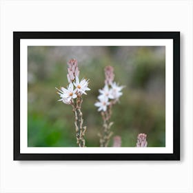 Spring Flowers Asphodel Art Print