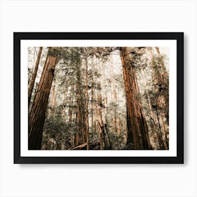 Redwood Tree Forest Art Print