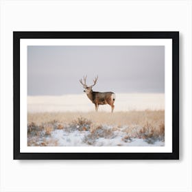 Rustic Winter Mule Deer Art Print