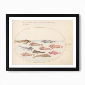 Aquatic and Shellfish Animals (c. 1575-1580), Joris Hoefnagel(2) Art Print