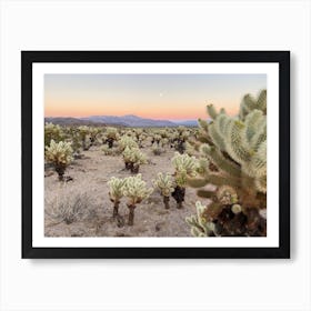 Cholla Cactus Garden at Sunset, Joshua Tree National Park - Horizontal Art Print