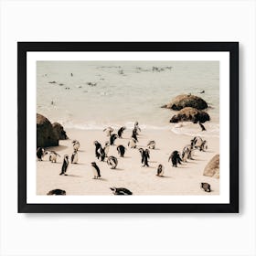 Penguins At Boulders Beach In South Africa Art Print