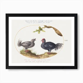 Two Curly Gray Chickens (1575–1580), Joris Hoefnagel Poster