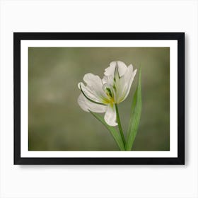 White Tulip in Bloom Art Print