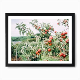 Red Apple Tree Art Print