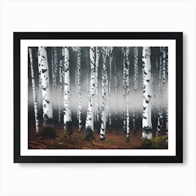 Birch Forest 78 Art Print