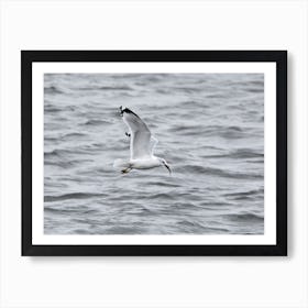 Seagull Flying over the Mississippi River Art Print