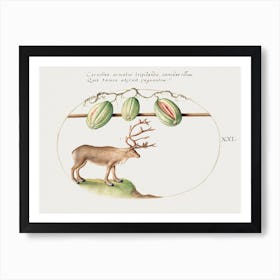 Reindeer With Melons (1575–1580), Joris Hoefnagel Art Print