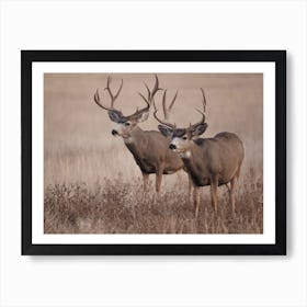 Pair Of Mule Deer Art Print