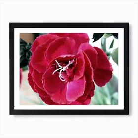 Red Flower. Art Print