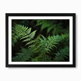 fern leaf 1 Art Print