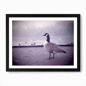 Foggy Morning  Geese by Lake Affiche