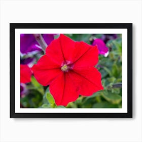 Petunia Art Print