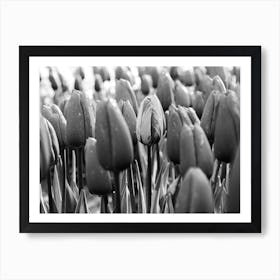 Tulip in the spotlight | Black and White Photo | Floral photography | The Netherlands Art Print